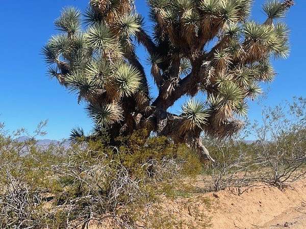 40 Acres of Recreational Land for Sale in Yucca, Arizona