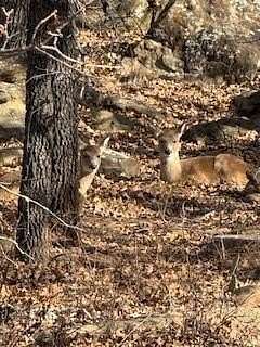 0.52 Acres of Residential Land for Sale in Nocona, Texas