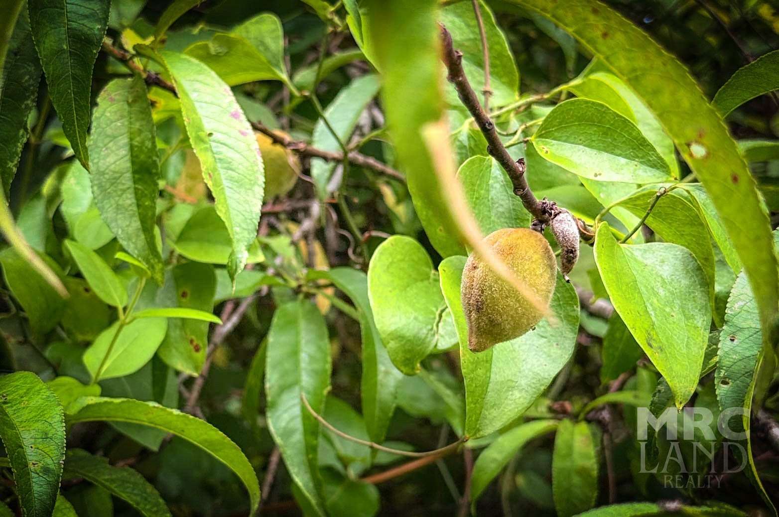 17 Acres of Land for Sale in Tenaha, Texas