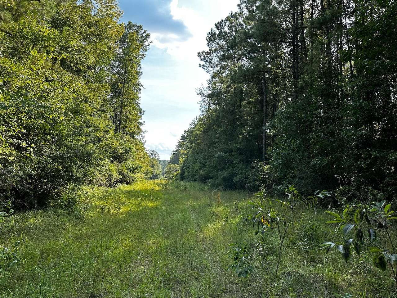 753 Acres of Land for Sale in Wiggins, Mississippi