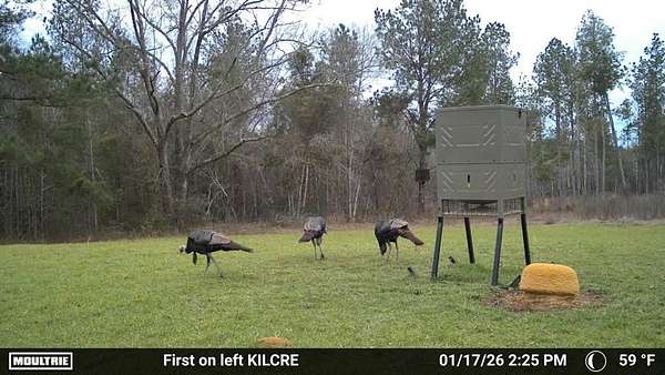 226 Acres of Recreational Land for Sale in Brundidge, Alabama