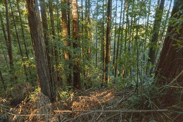 0.26 Acres of Residential Land for Sale in Ben Lomond, California