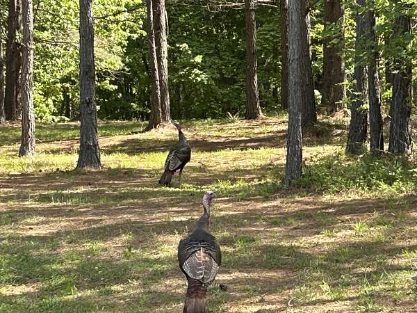 5.4 Acres of Residential Land for Sale in Jasper, Tennessee