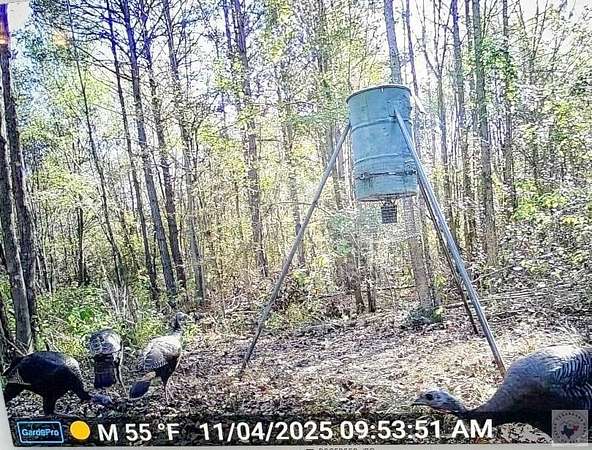 38.1 Acres of Recreational Land & Farm for Sale in De Kalb, Texas