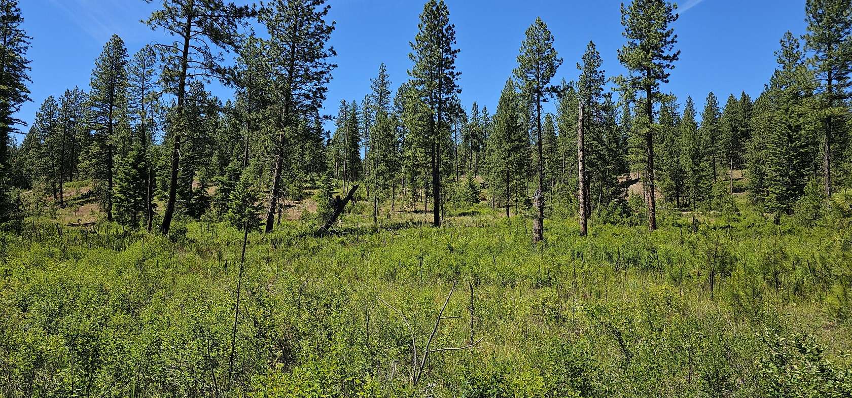 20 Acres of Land for Sale in Inchelium, Washington