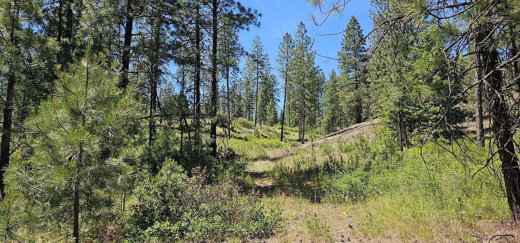 20 Acres of Recreational & Residential Land for Sale in Inchelium, Washington