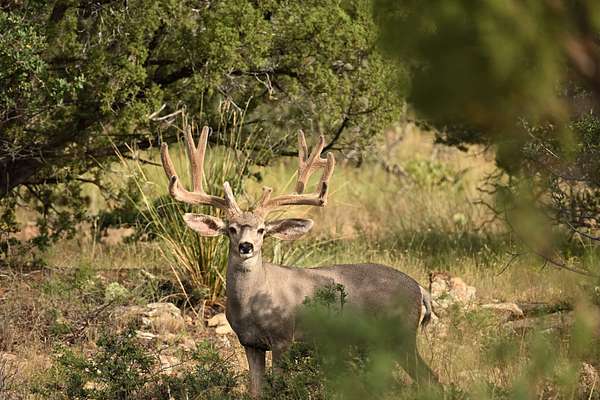 310 Acres of Improved Land for Sale in Silver City, New Mexico
