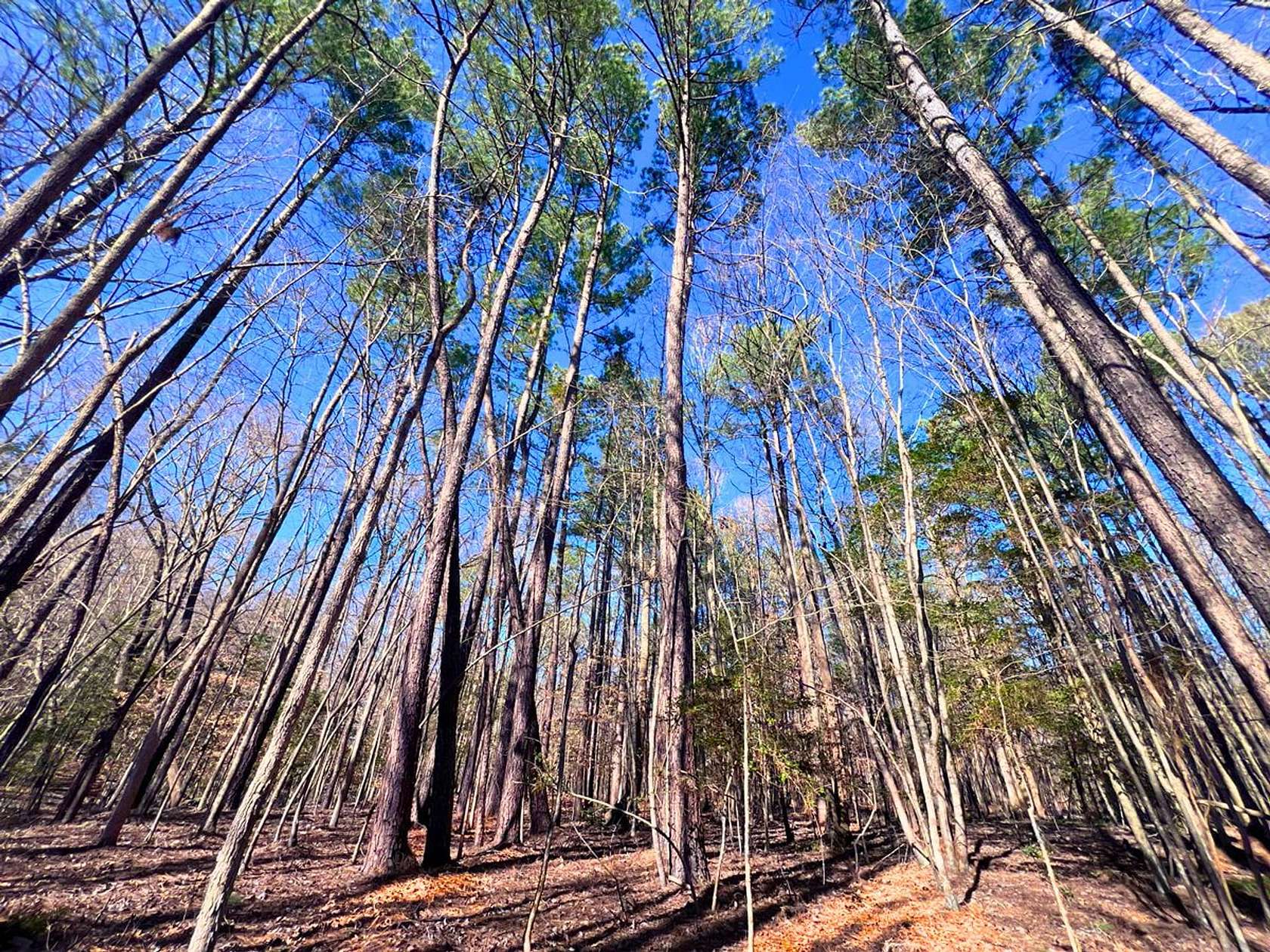 12.8 Acres of Recreational Land for Sale in Spring Hope, North Carolina