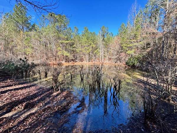 65 Acres of Recreational Land for Sale in Carthage, Mississippi