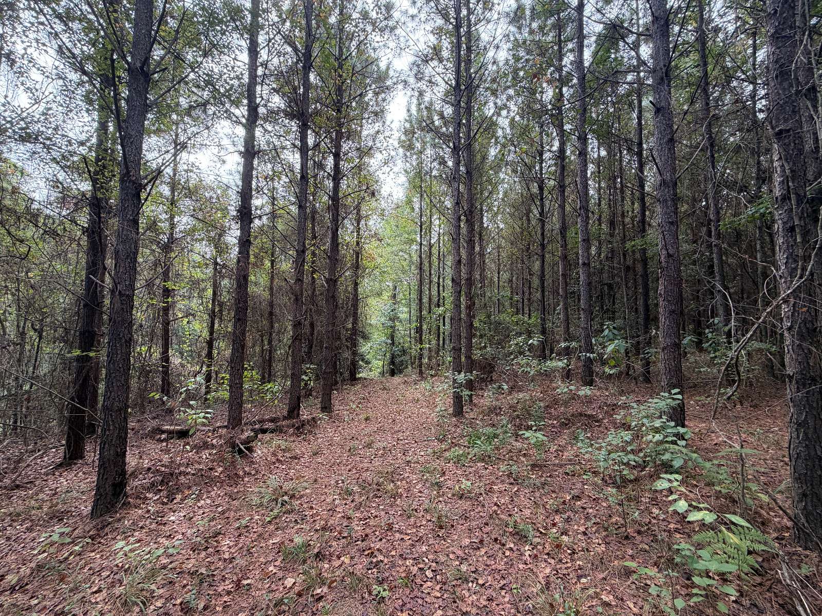 69 Acres of Recreational Land for Sale in Banks, Alabama