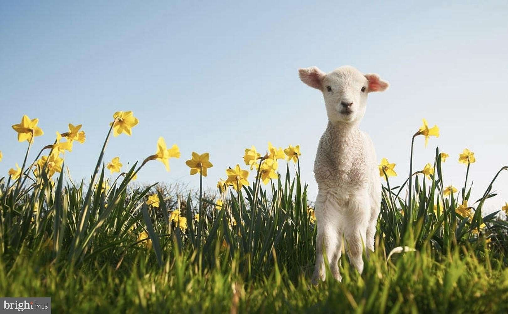 3 Acres of Land for Sale in Hartly, Delaware