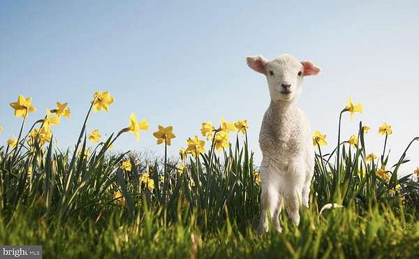 3 Acres of Land for Sale in Hartly, Delaware