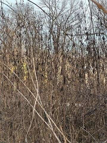 0.5 Acres of Commercial Land for Sale in Davis, Oklahoma