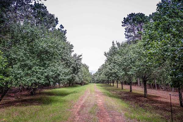 60.3 Acres of Recreational Land for Sale in Marshall, Texas