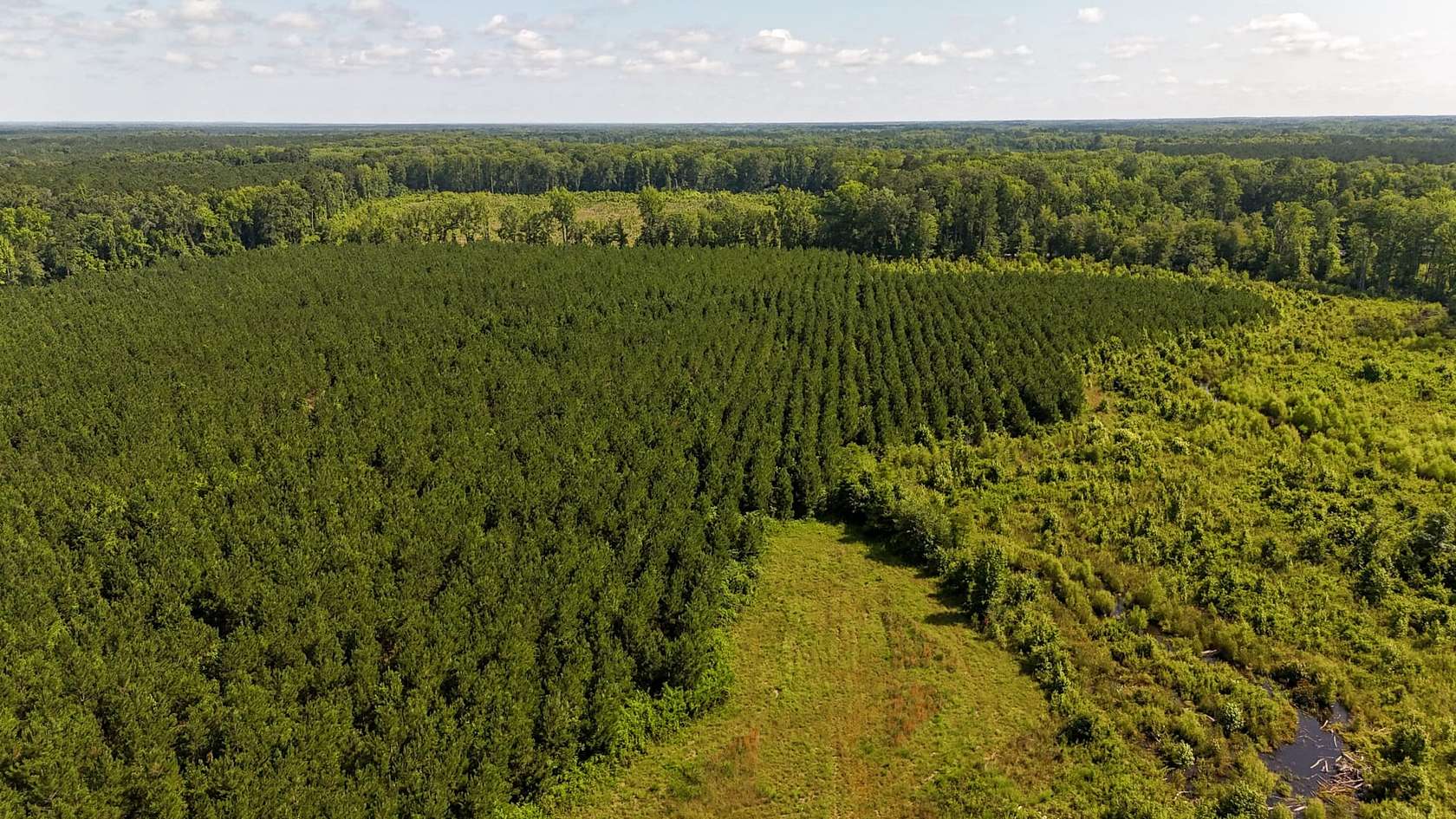 48 Acres of Recreational Land for Sale in Branchville, South Carolina