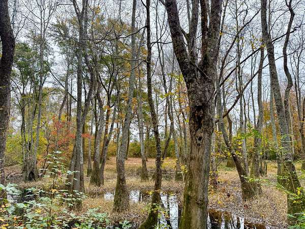 32 Acres of Recreational Land for Sale in Columbia, South Carolina