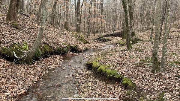 34.4 Acres of Land for Sale in Iron City, Tennessee