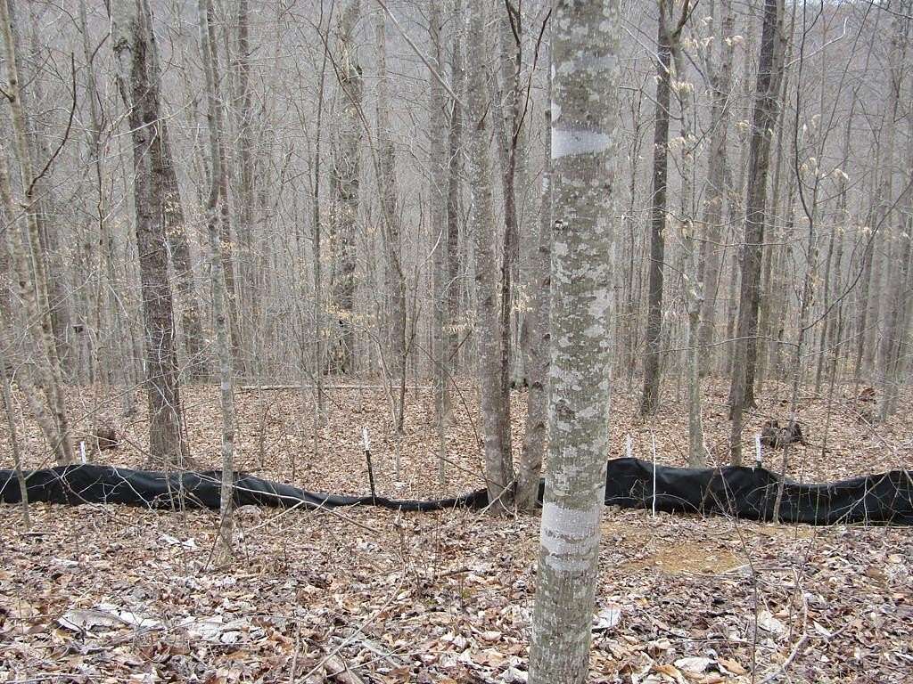 5 Acres of Residential Land for Sale in Wilder, Tennessee