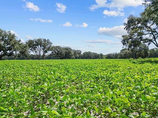 10 Acres of Recreational Land for Sale in Chiefland, Florida
