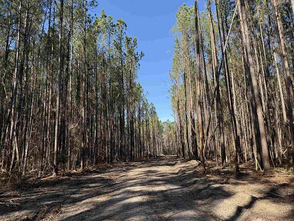 31.4 Acres of Recreational Land for Sale in Georgetown, South Carolina