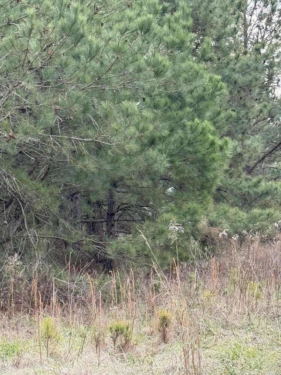 5.74 Acres of Land for Sale in Rembert, South Carolina