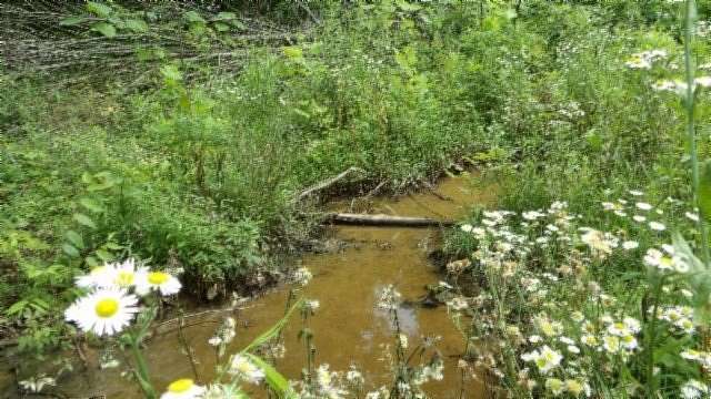 51.3 Acres of Land for Sale in Byrdstown, Tennessee