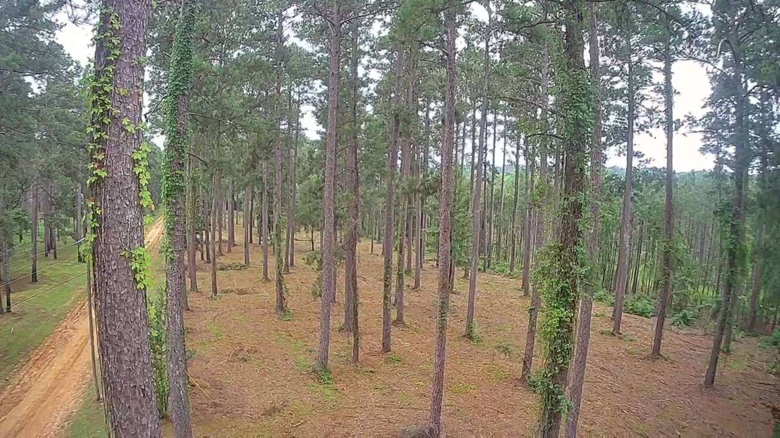 16.8 Acres of Land for Sale in Jena, Louisiana