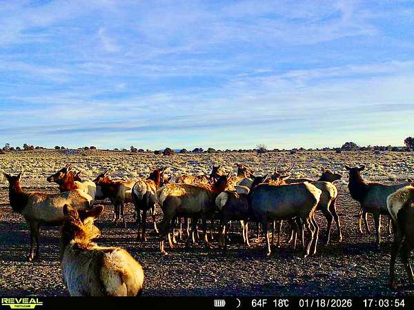 3,200 Acres of Recreational Land for Sale in Quemado, New Mexico