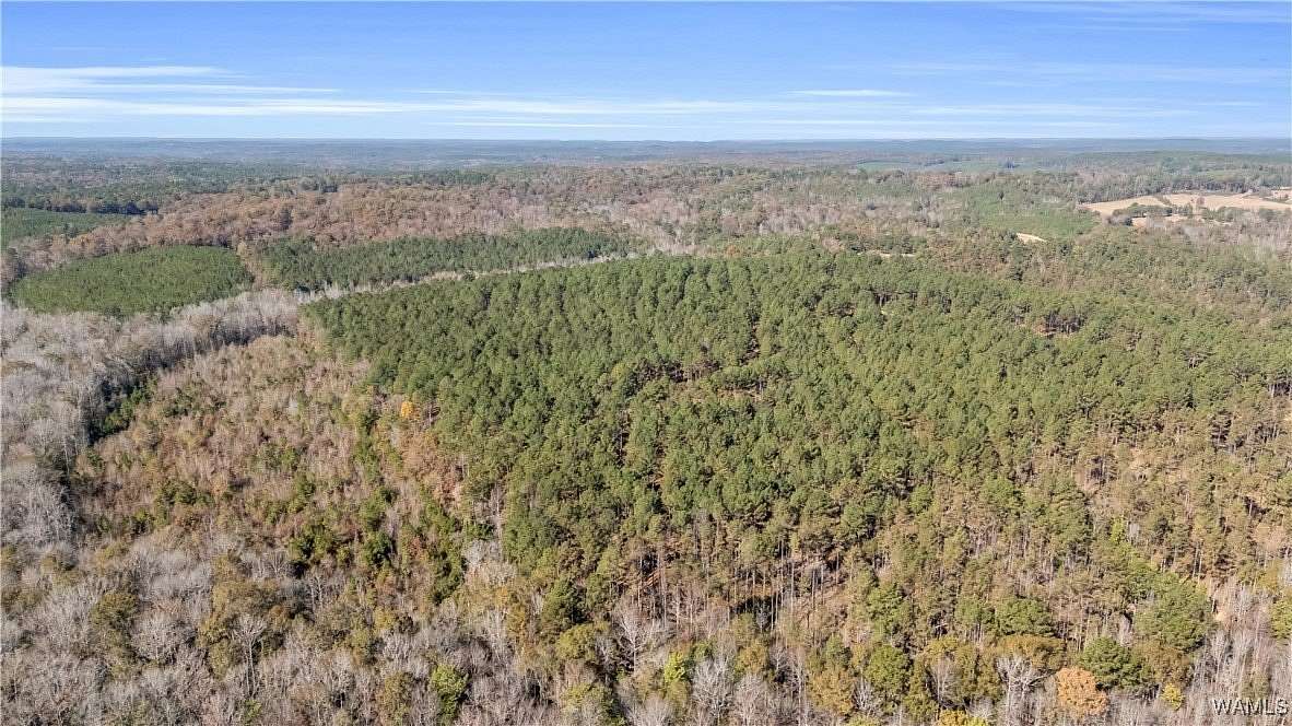 71 Acres of Land for Sale in Vernon, Alabama