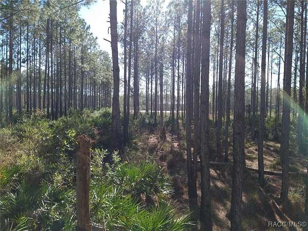 50 Acres of Land for Sale in Chiefland, Florida