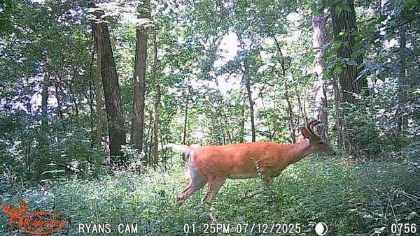 34 Acres of Recreational Land for Sale in Thomson, Illinois