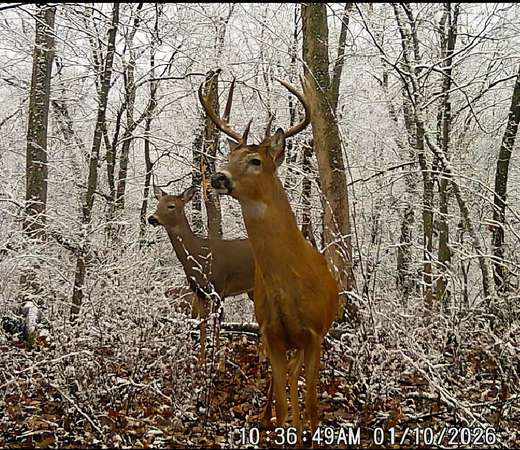 68 Acres of Recreational & Residential Land for Sale in Thomson, Illinois