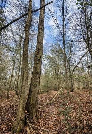 Land for Sale in Carrollton, Alabama