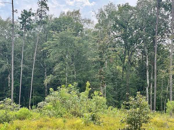 10 Acres of Land for Sale in Kountze, Texas