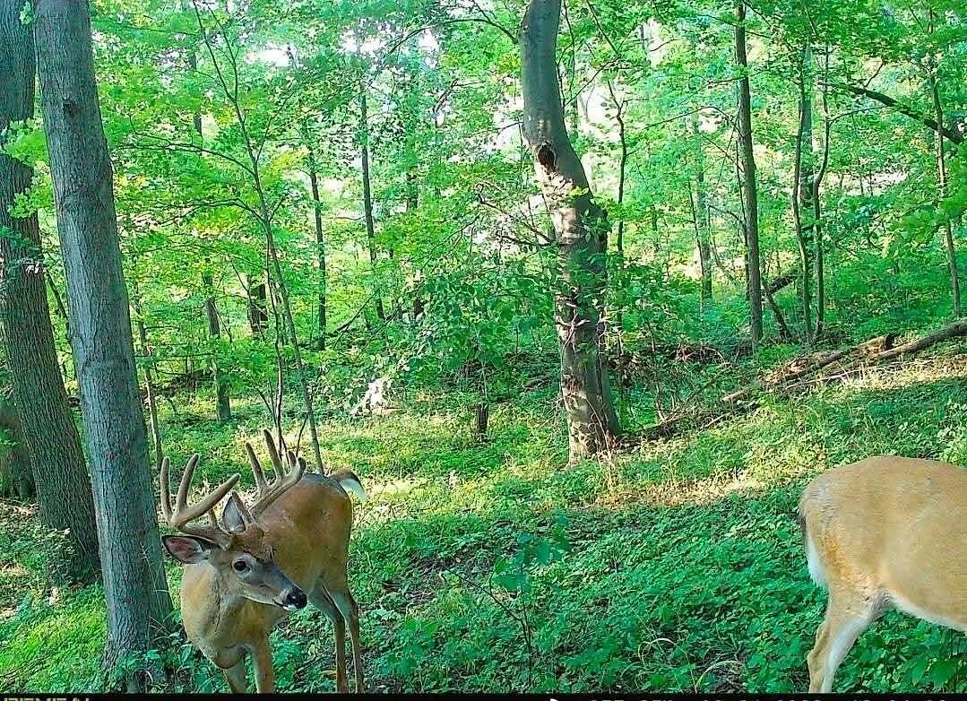 22.9 Acres of Land for Sale in Marcellus, Michigan