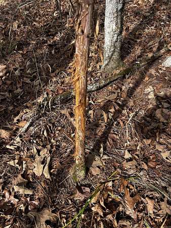 8.22 Acres of Land for Sale in Oden, Arkansas
