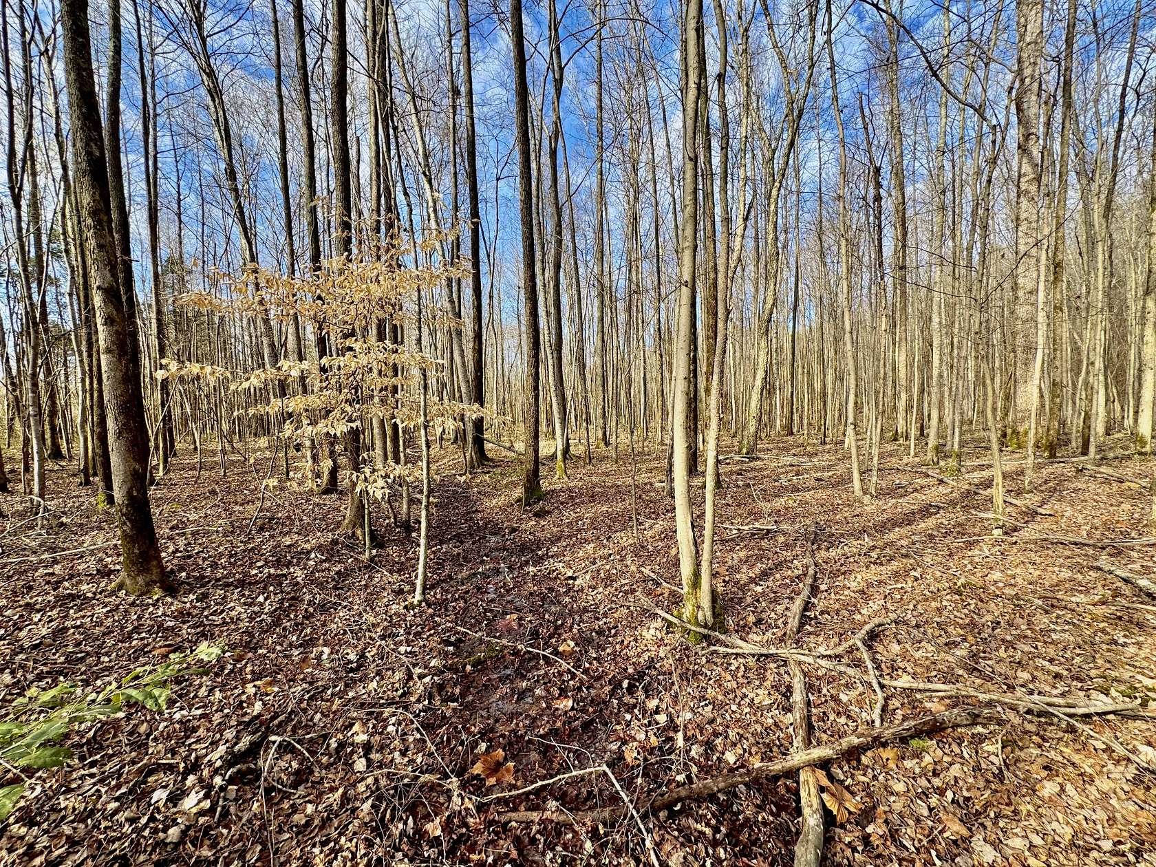 29 Acres of Land for Sale in Lutts, Tennessee