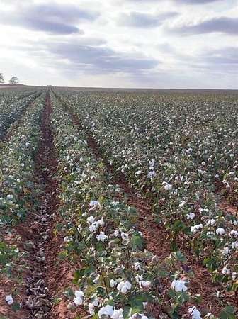 637 Acres of Land for Sale in Brownfield, Texas