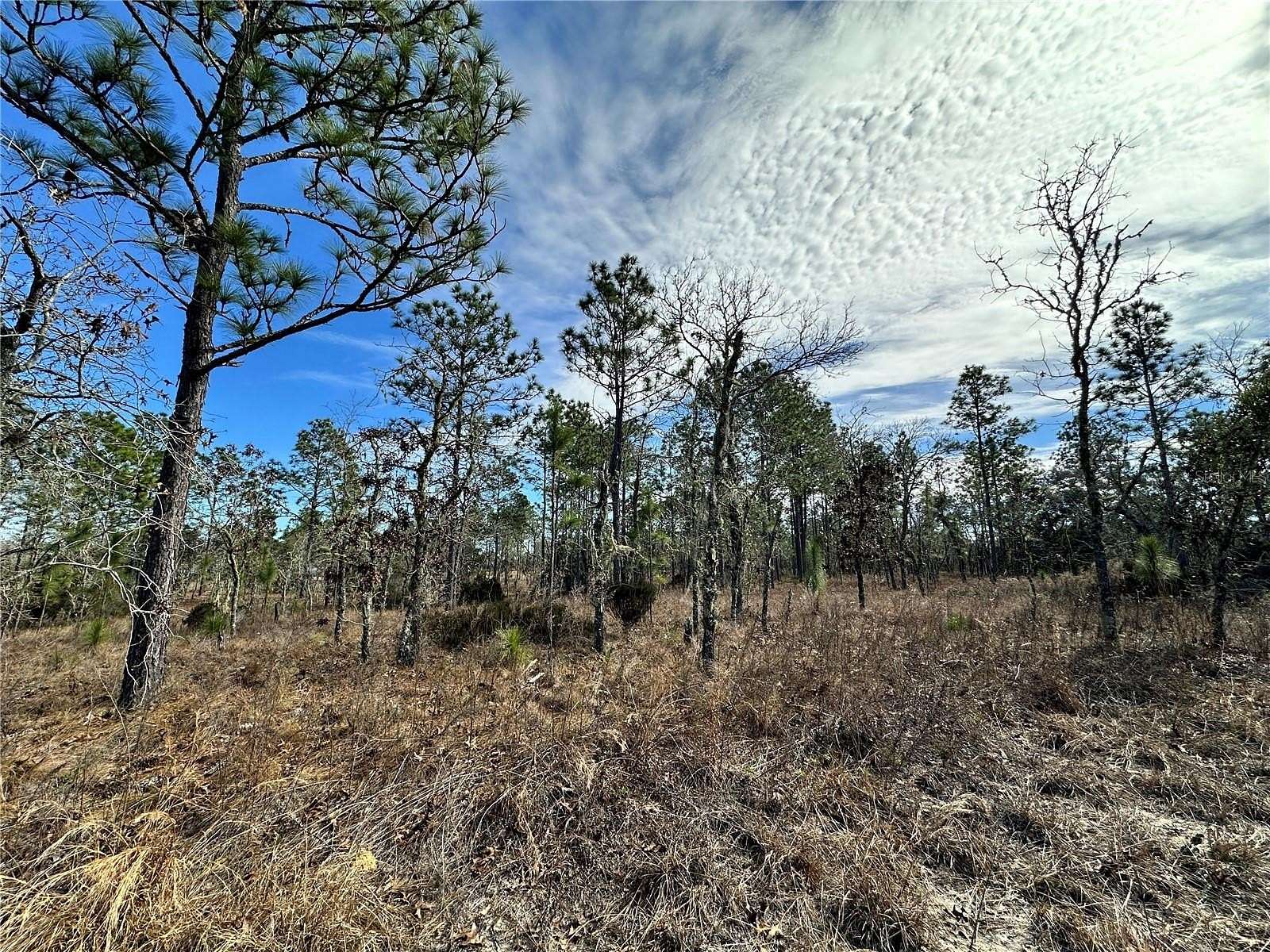 0.23 Acres of Residential Land for Sale in Williston, Florida