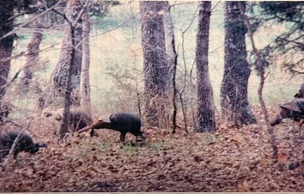 96 Acres of Recreational Land with Home for Sale in Iberia, Missouri