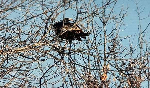 96 Acres of Recreational Land with Home for Sale in Iberia, Missouri