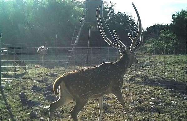 74.6 Acres of Recreational Land for Sale in Rocksprings, Texas