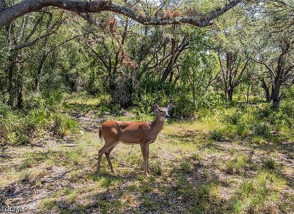 25 Acres of Recreational & Residential Land for Sale in LaBelle, Florida