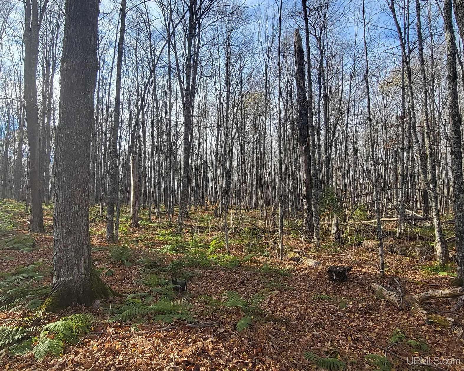 40 Acres of Recreational Land for Sale in Iron River, Michigan