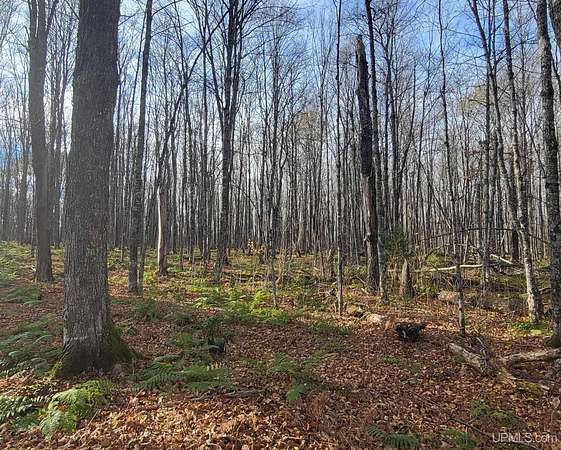 40 Acres of Recreational Land for Sale in Iron River, Michigan