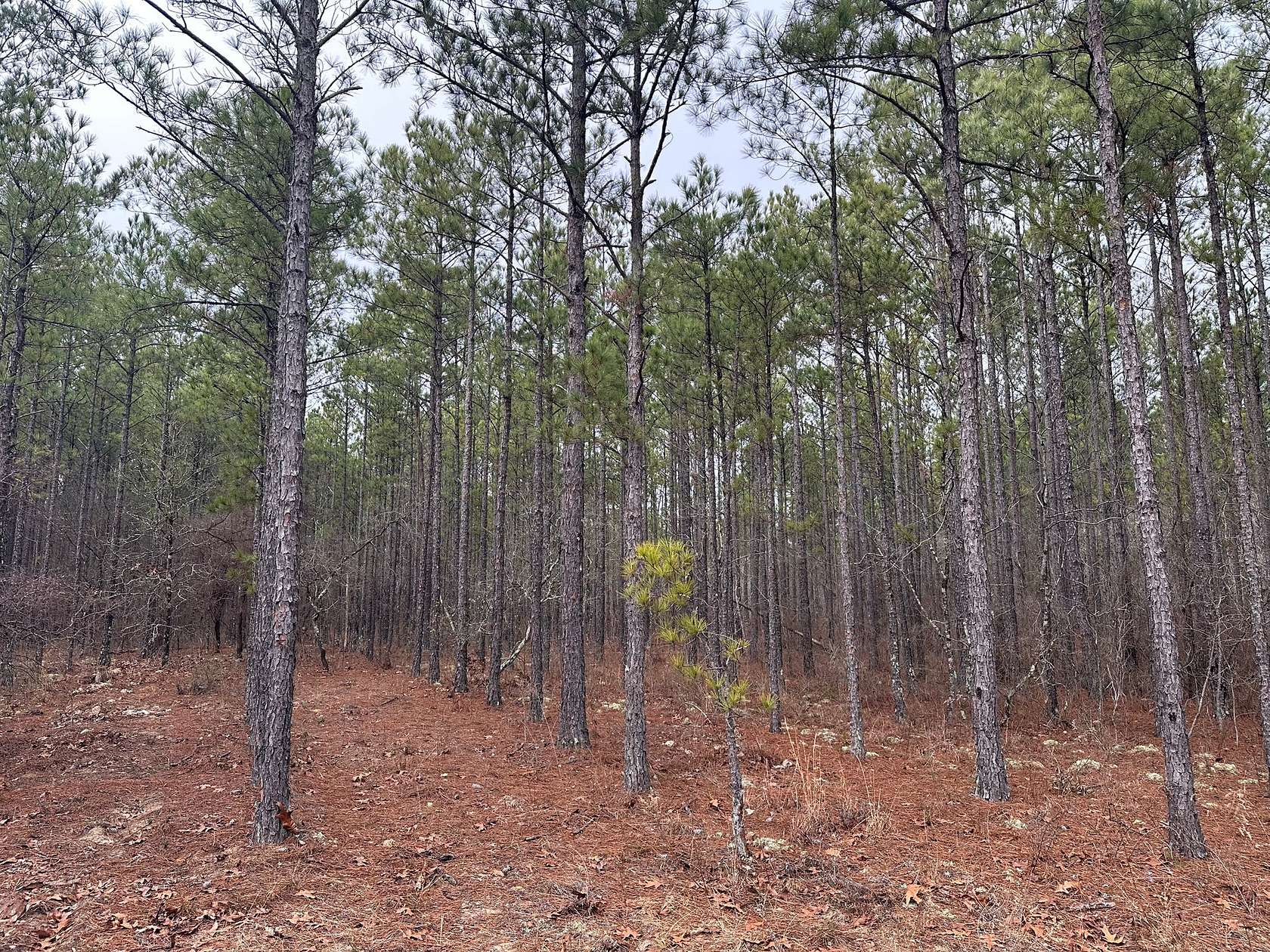 5.12 Acres of Land for Sale in Mauk, Georgia
