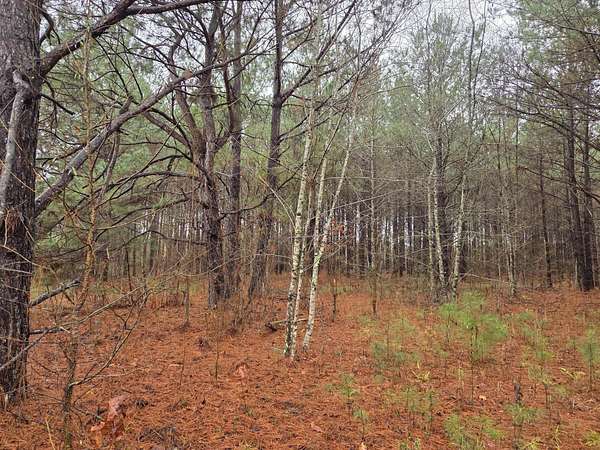 25 Acres of Land for Sale in Summerville, South Carolina