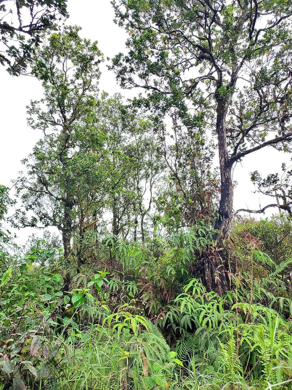 1 Acre of Residential Land for Sale in Mountain View, Hawaii