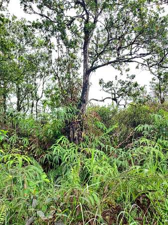 1 Acre of Residential Land for Sale in Mountain View, Hawaii