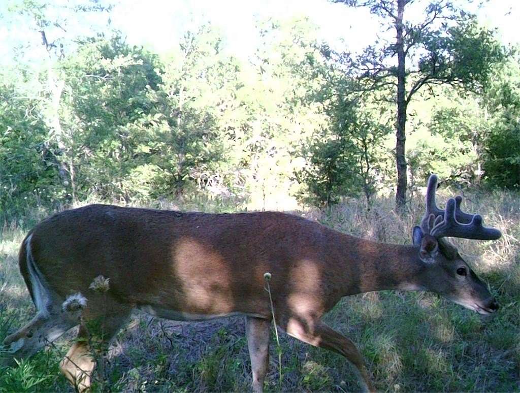 16 Acres of Recreational Land for Sale in Richland, Texas